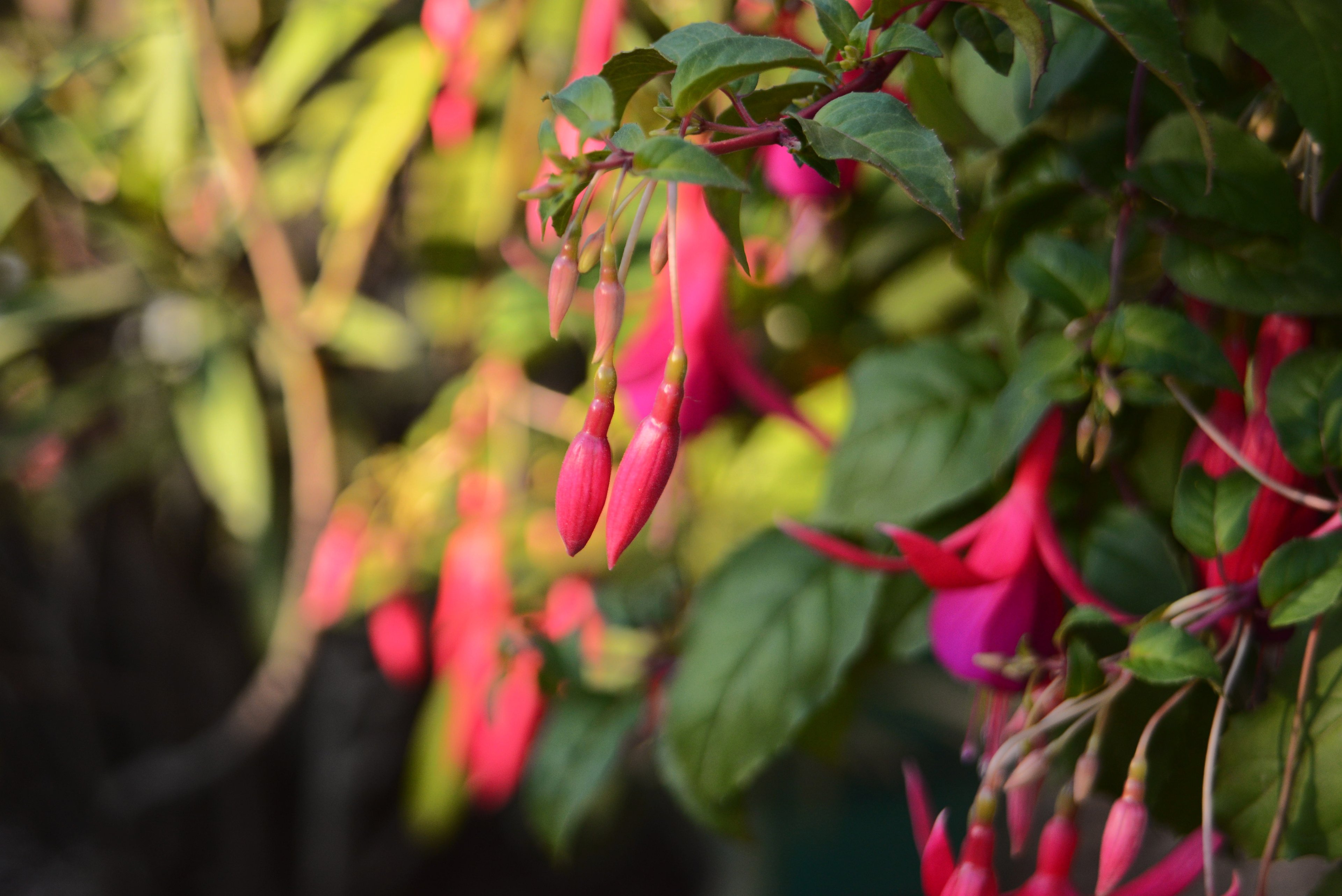 Beroflex28-80 Fuchsia.jpg