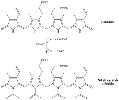 Hagen_Blutsauger_Bilirubin-NAc.jpg