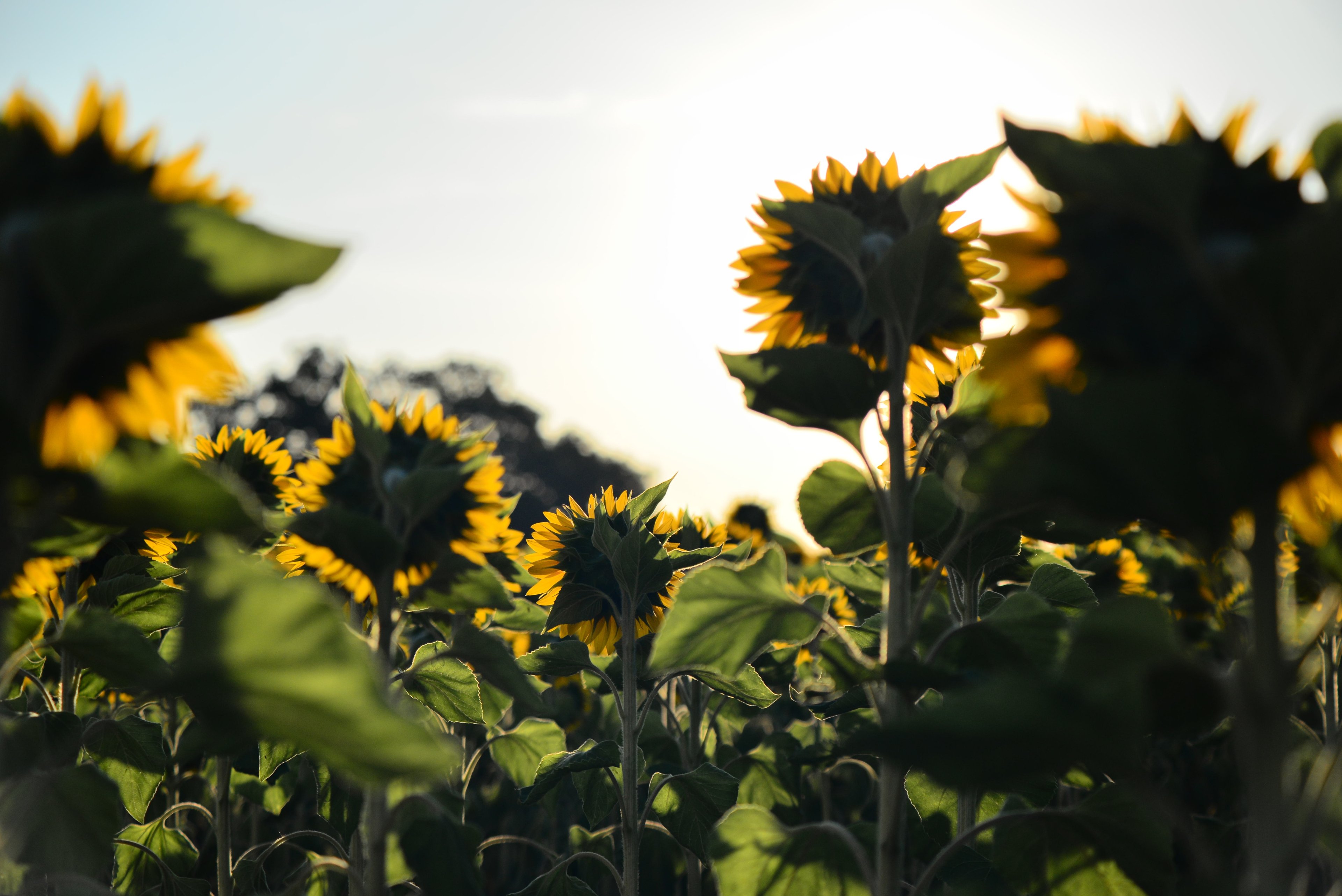 Hanimex75-200 Sonnenblumen.jpg