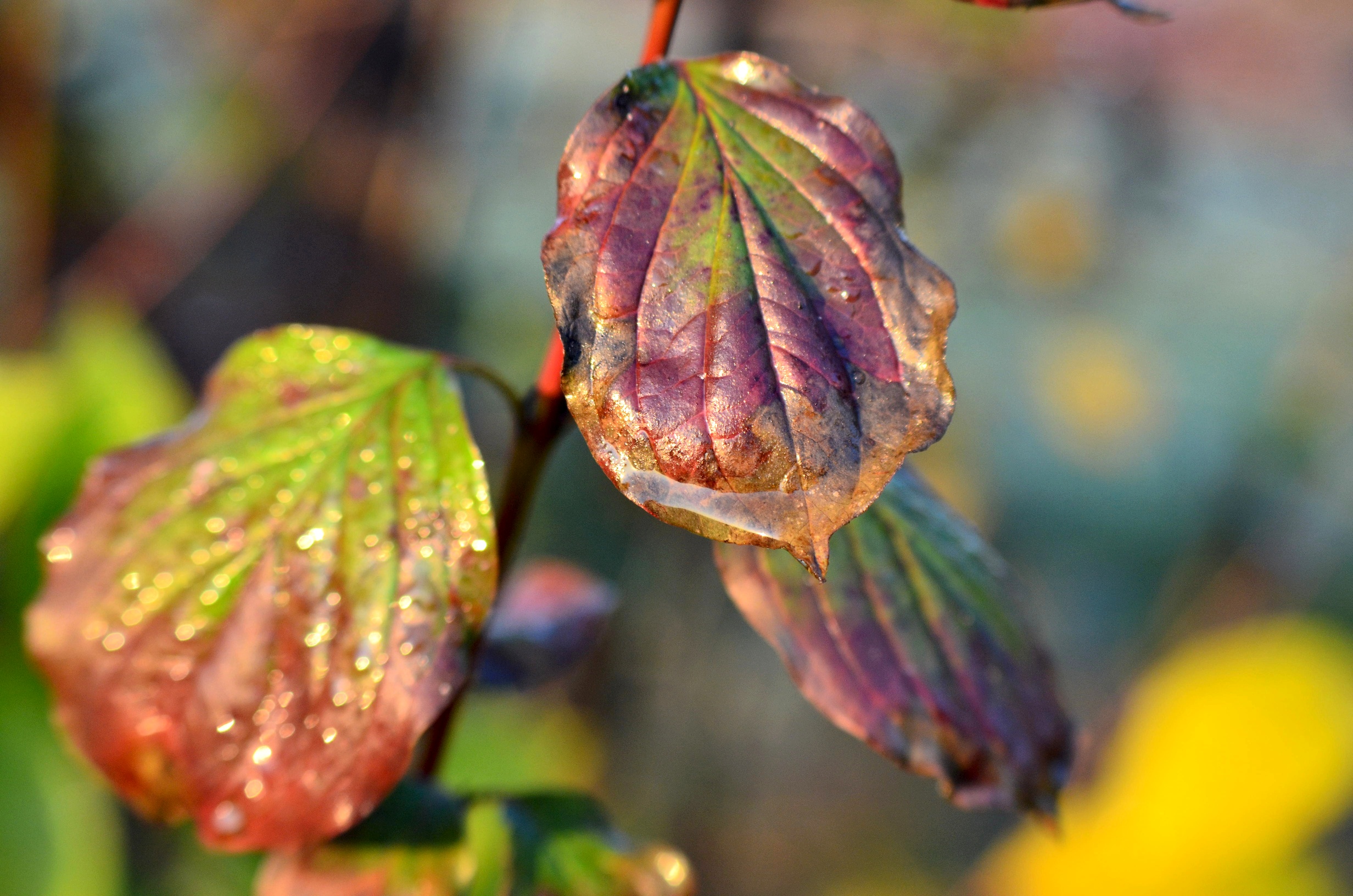 Hanimex_Herbstlaub.jpg