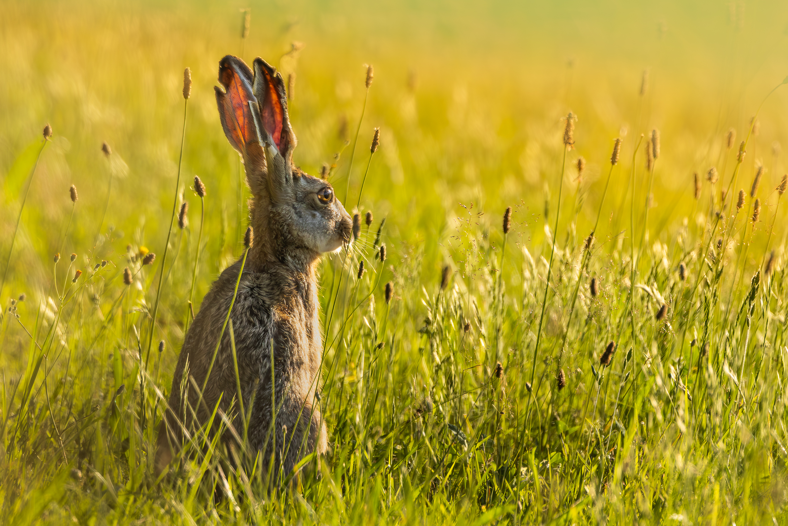 hare (1 von 1).jpg