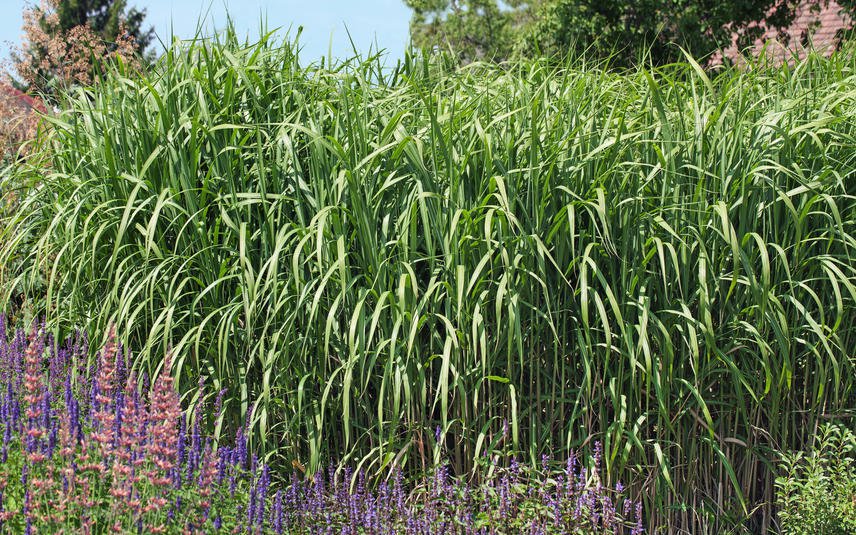 riesenchinaschilf-miscanthus-giganteus-01491006-florapress.jpg