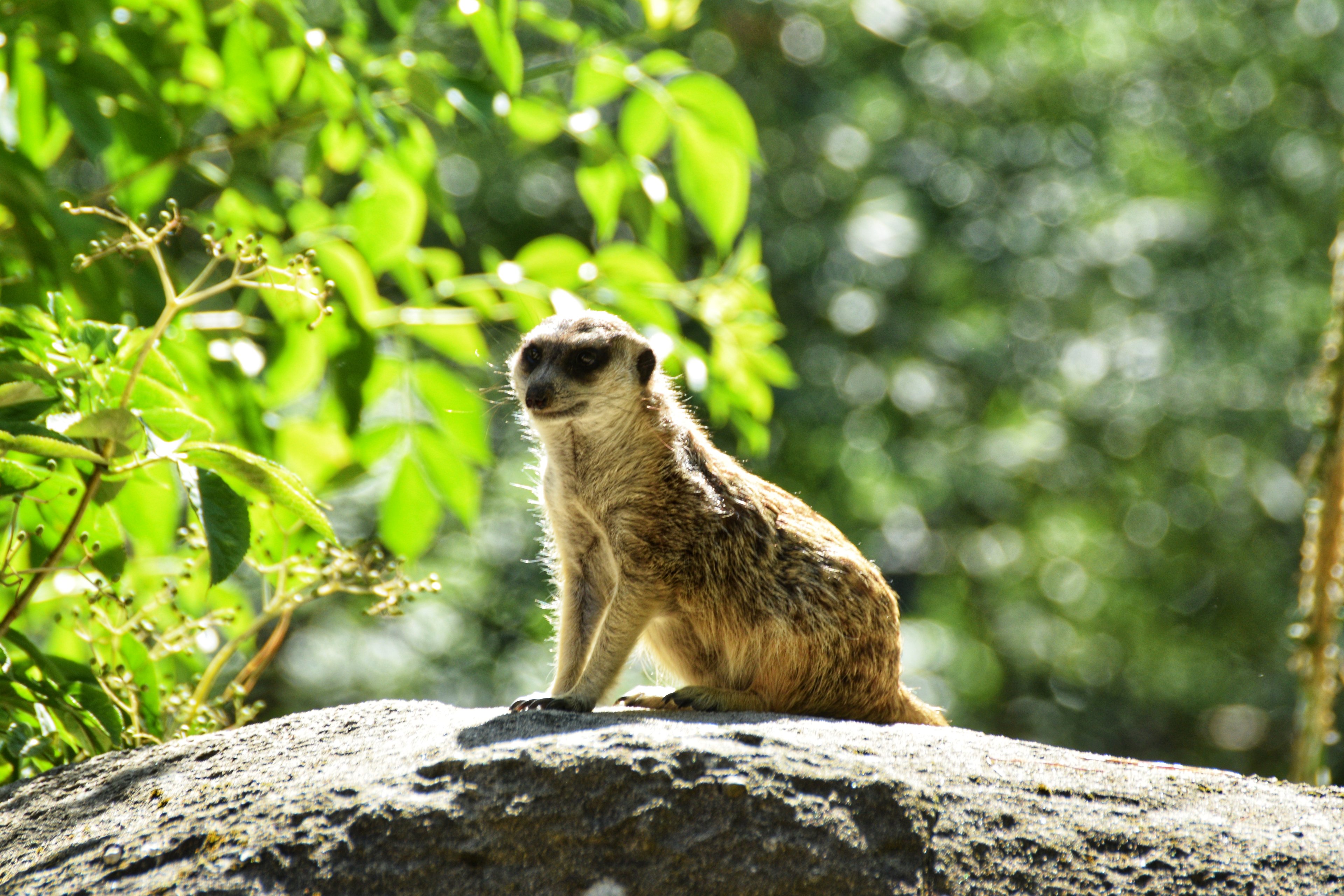 Rostock Zoo 2022-07-16 (6).jpeg