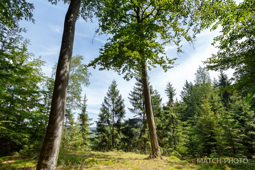 wald-taunus-sommer-lichtung.jpg