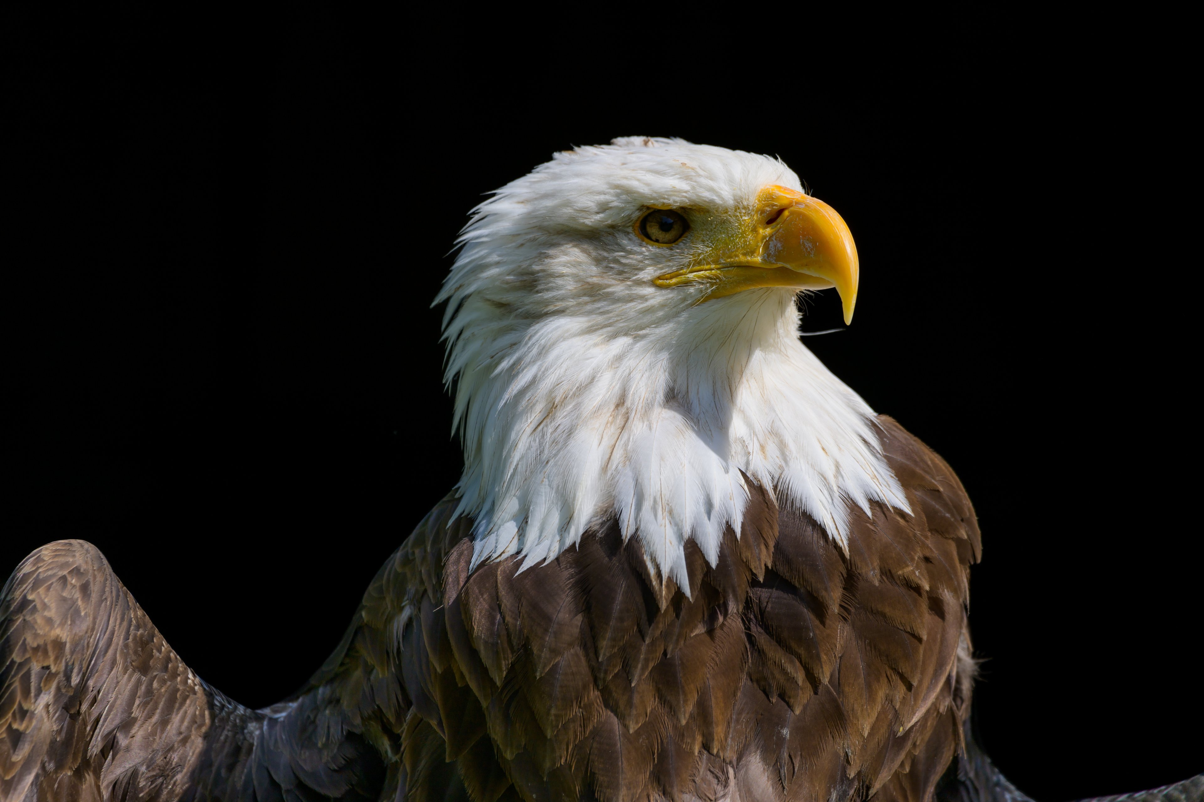 Weißkopfseeadler.jpg