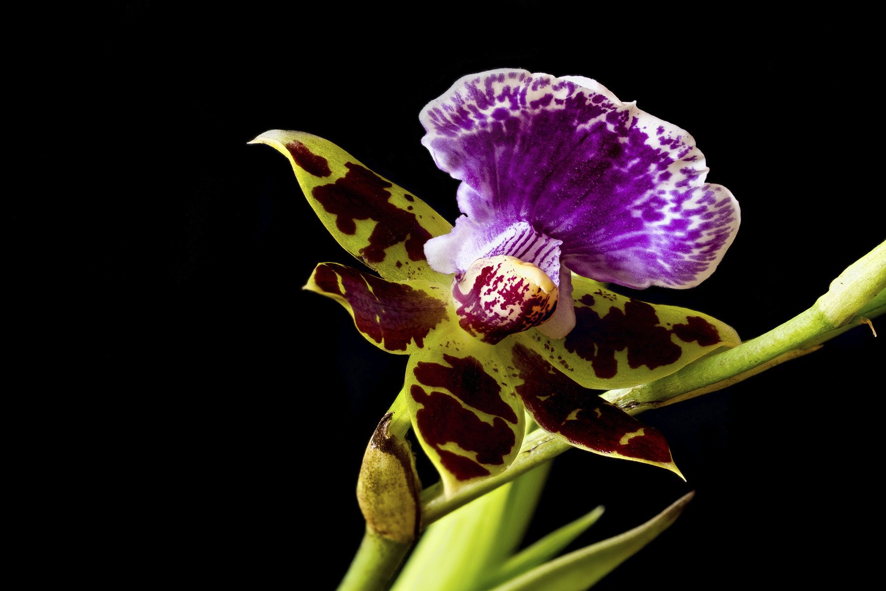 Zygopetalum maculatum.jpg